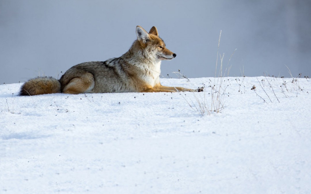 Coyote Mentoring