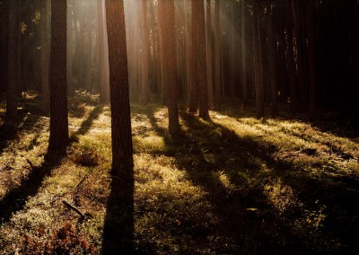 Erholung im Wald und Naturverständnis