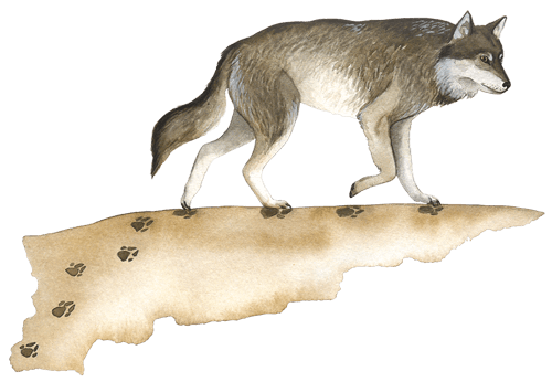 Wildnisschule Illustration Wolf