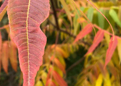 Herbstferien im Naturcamp Aeracura