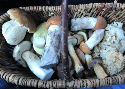 Die Ausbeute bei der Pilzwanderung