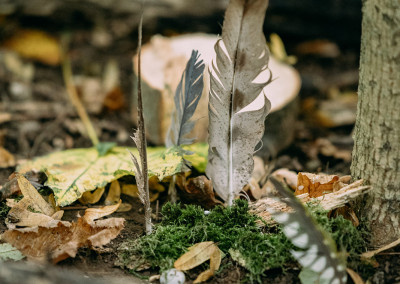 Federn stecken im Waldboden