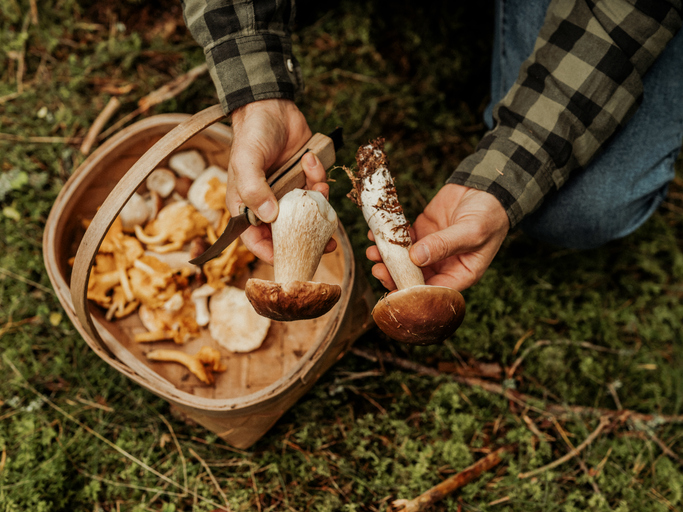Man picking mushrooms in the woods porcini and chanterellez