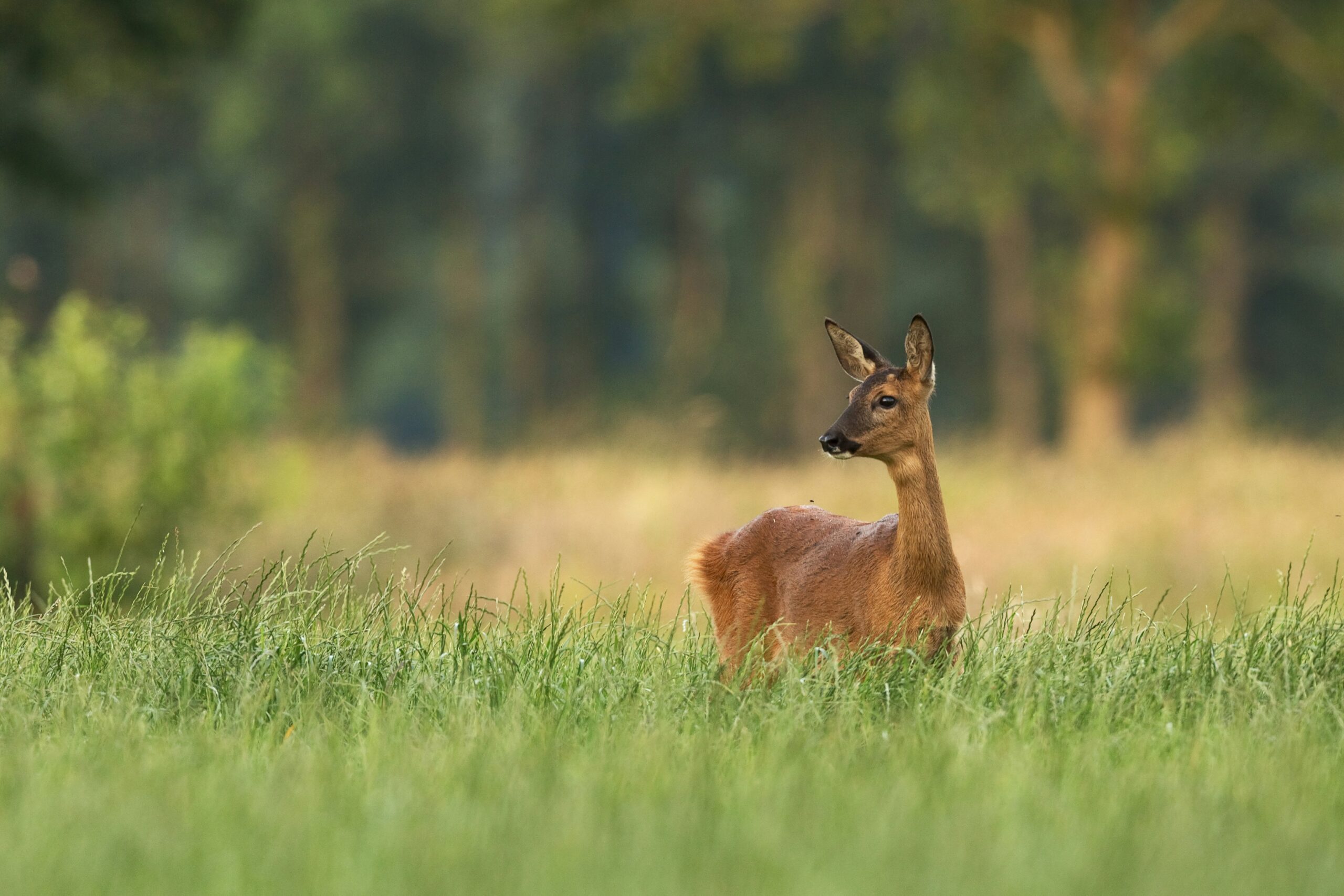 Natur mit allen Sinnen erleben 