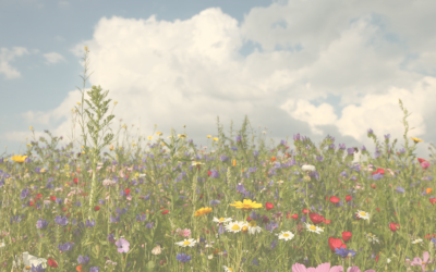 Naturrituale für Sinnlichkeit & Staunen im Mai