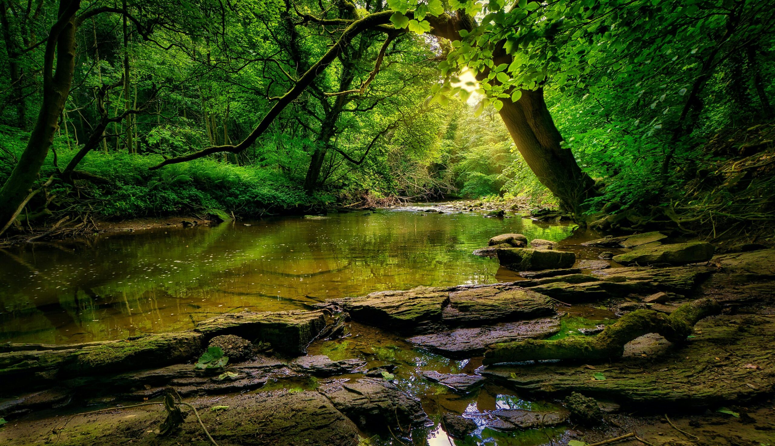Tief in die Natur eintauchen mit der Wildnisschule Aeracura in Leipzig 