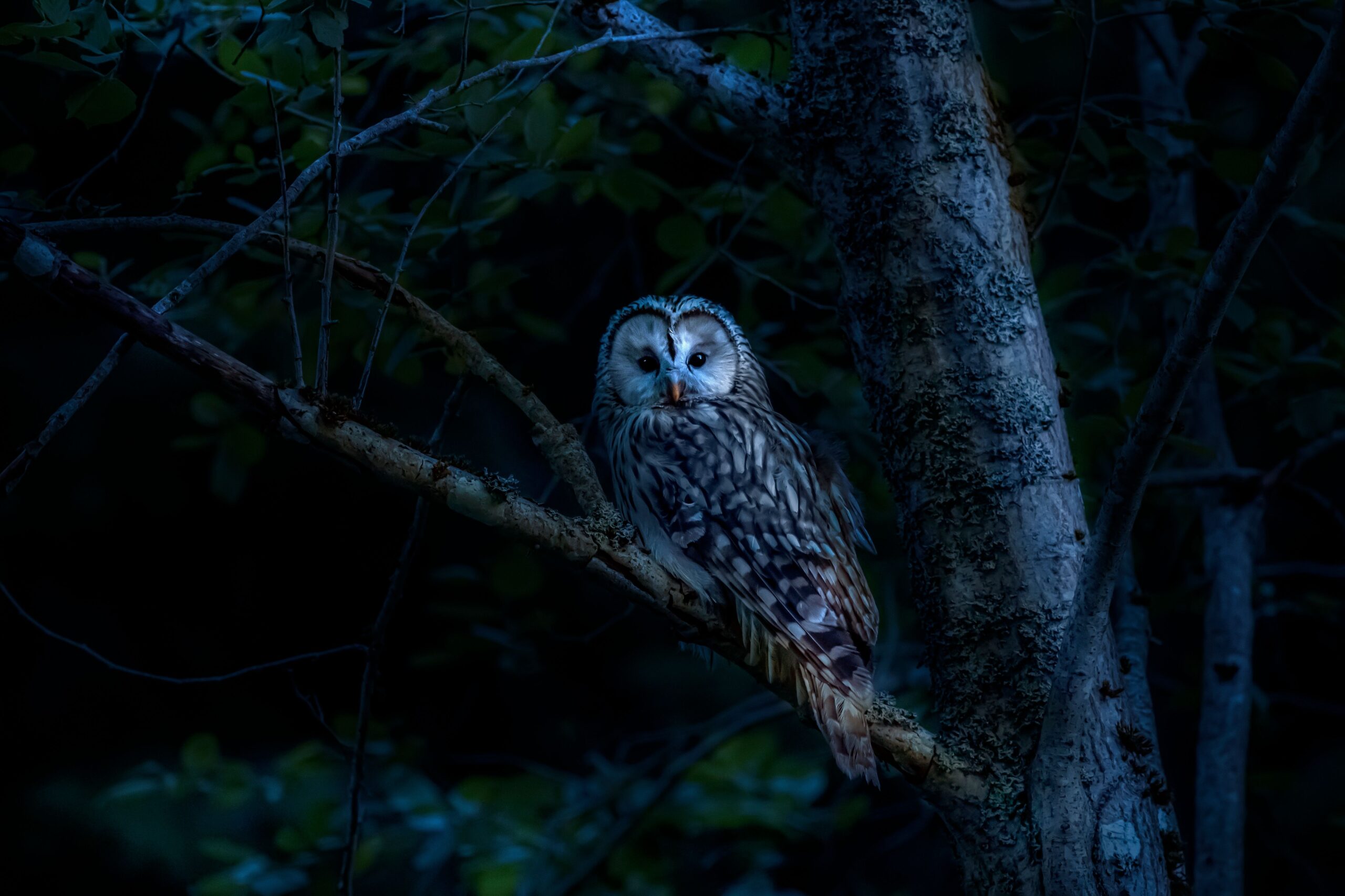 Entdecke mit uns Geräusche nachts im Wald